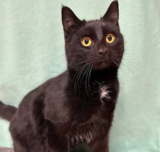 Photo of Rosie