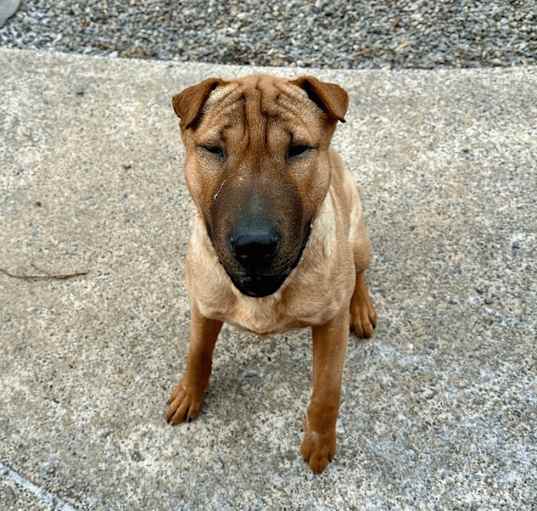 Photo of Barkley