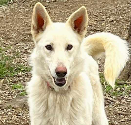 Photo of Cheyenne