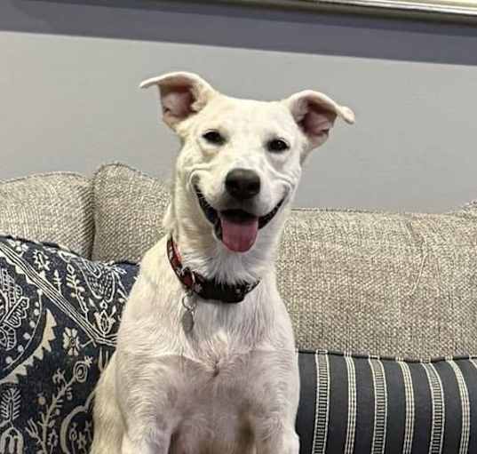 Photo of Willow