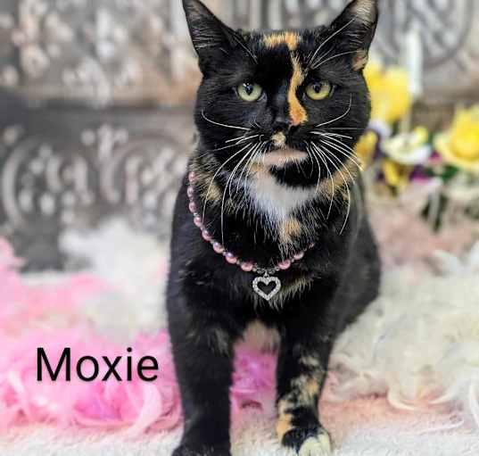 Photo of Moxie