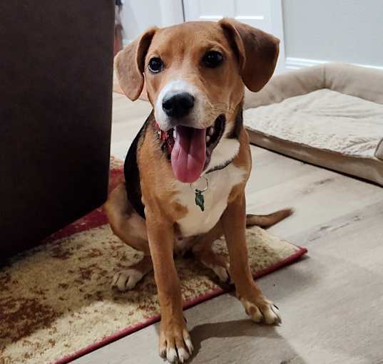 Photo of Ollie