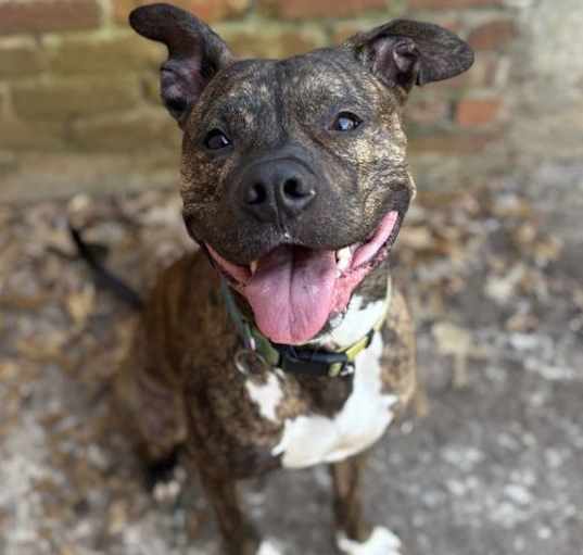 Photo of Andre. Needs foster or adopter