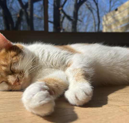Photo of Nila