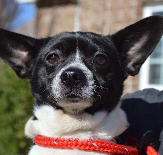 Photo of BUDDY