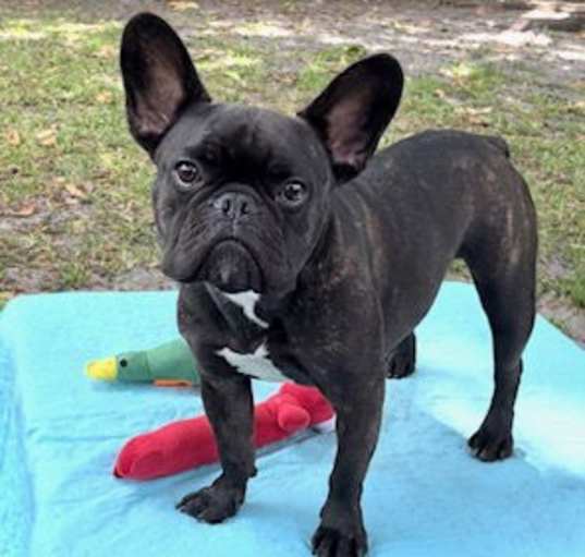 Photo of Percy