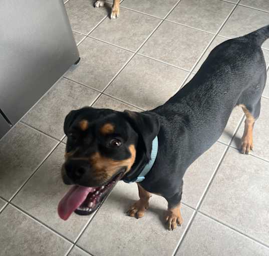 Photo of Rocky