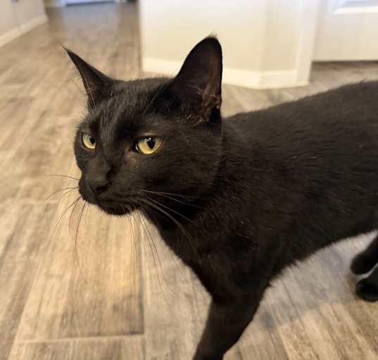 Photo of Raisin