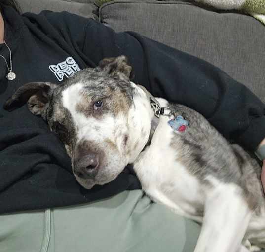 Photo of luna