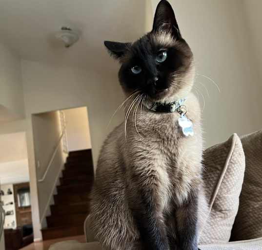 Photo of Lola