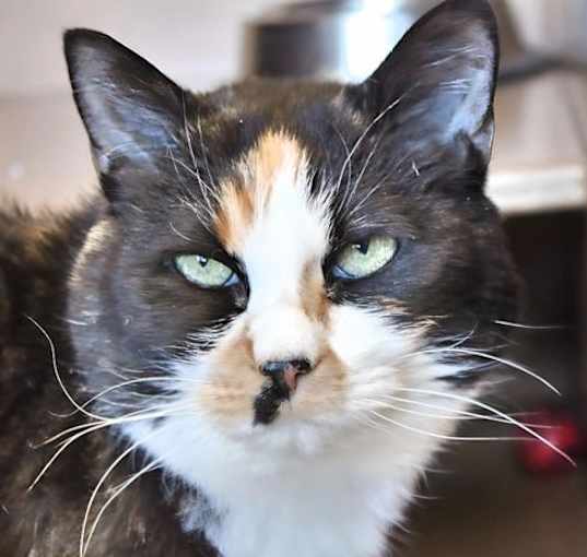 Photo of Tater