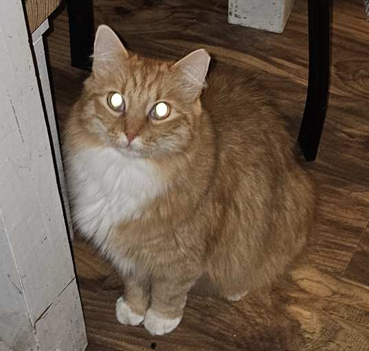 Photo of Roscoe