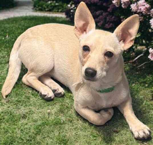 Photo of Tinkerbell