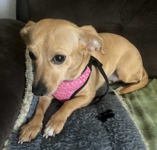 Photo of Honey