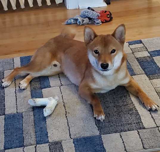 Photo of Otis