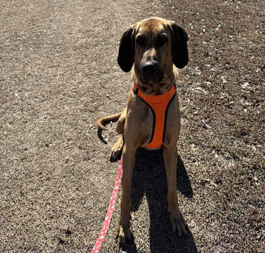Photo of Otis