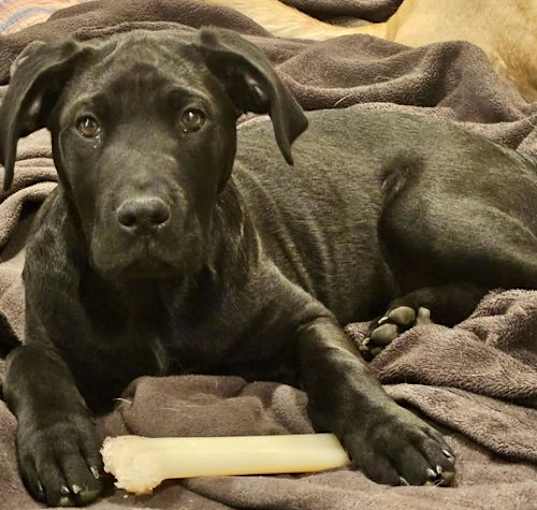 Photo of Enzo