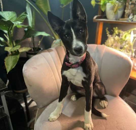 Photo of Sylphrena