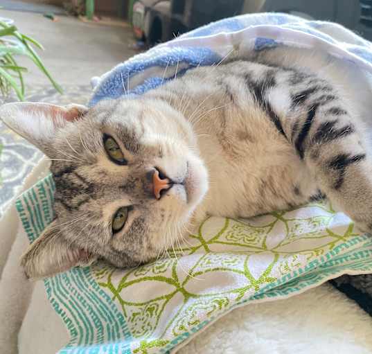 Photo of Diamond