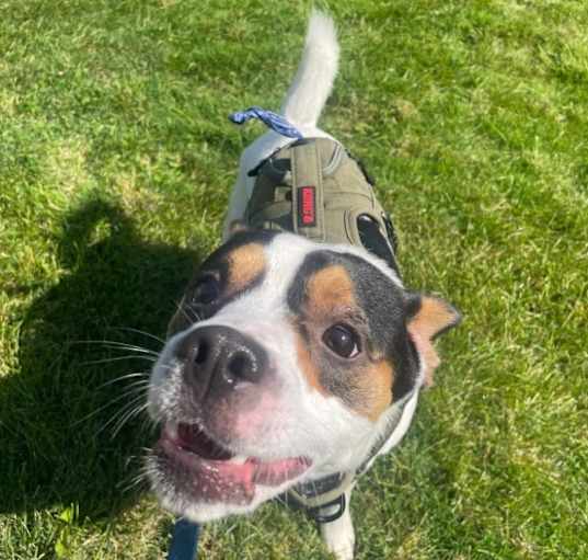 Photo of Benji