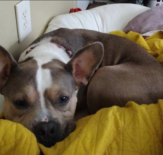 Photo of Mojo