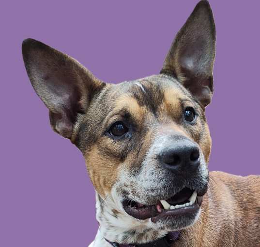 Photo of Buckshot