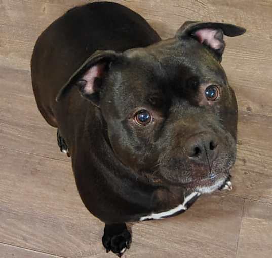 Photo of Scarlet