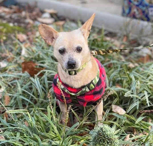 Photo of BUFFY