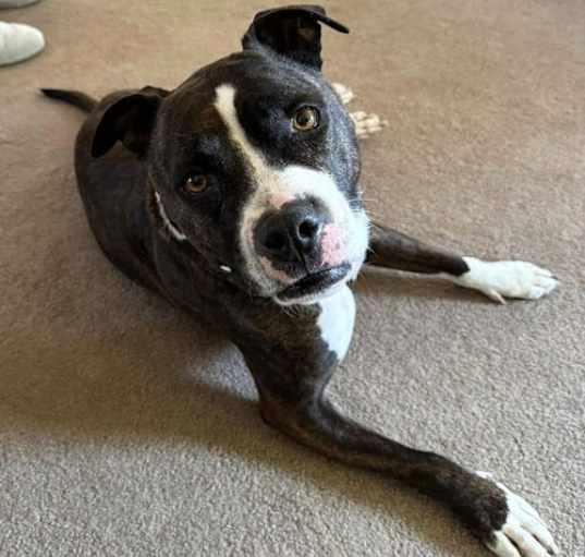 Photo of MISS WILLOW