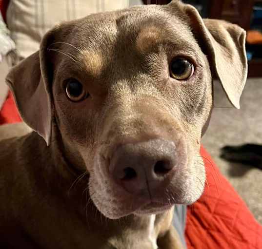 Photo of Arlo
