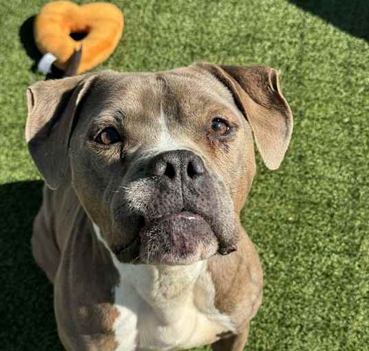 Photo of Ace