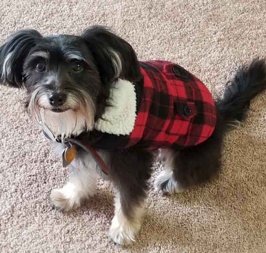 Photo of Oreo