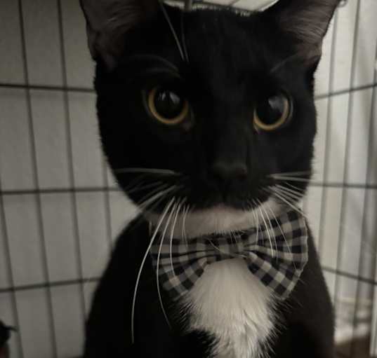 Photo of shadow