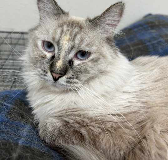 Photo of Miko