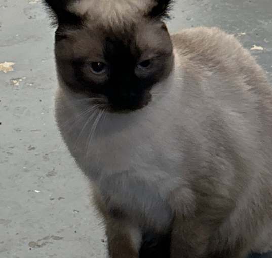 Photo of Simone