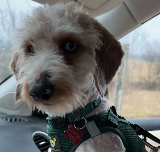 Photo of LEVI