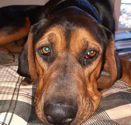 Photo of Finn