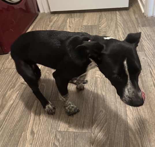 Photo of Cocoa