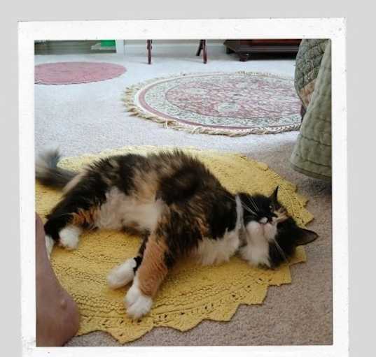 Photo of Fluffy - Rubbie Plz