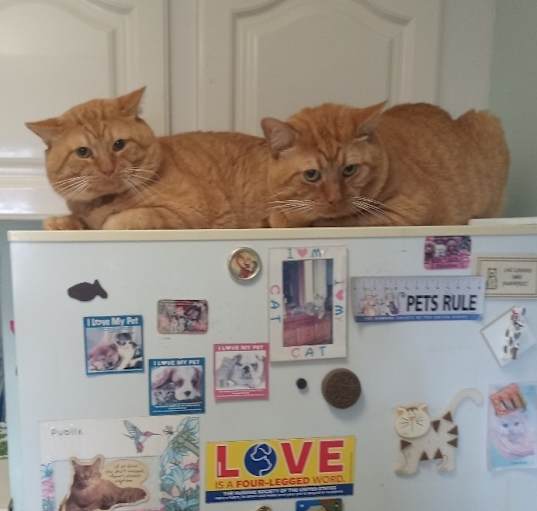 Photo of Onix and Safiro (2 Male Cats)