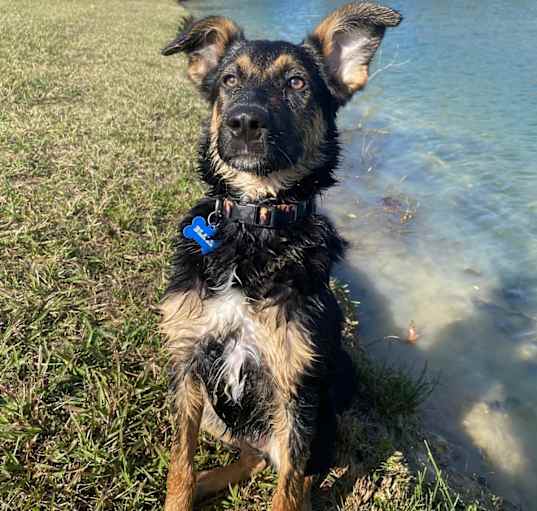 Photo of Blaze