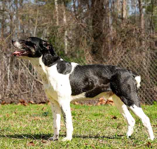 Photo of Rocky Balbone
