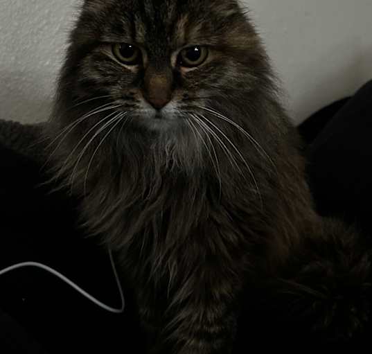 Photo of Nomi