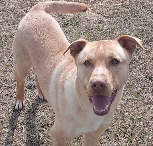 Photo of Trapper