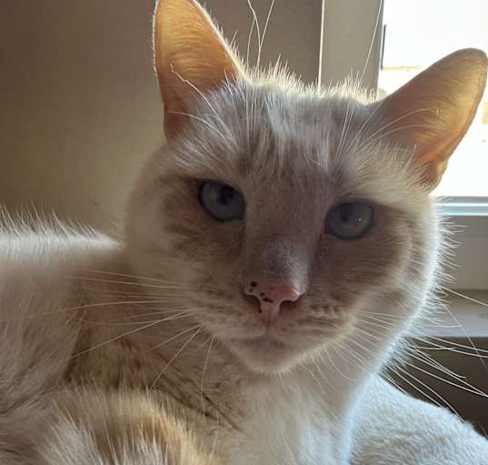 Photo of Oliver