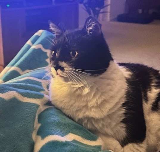 Photo of Sweetie-Foster