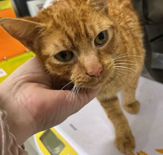 Photo of Garfield-Sweetie