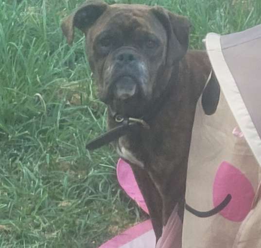 Photo of Mocha