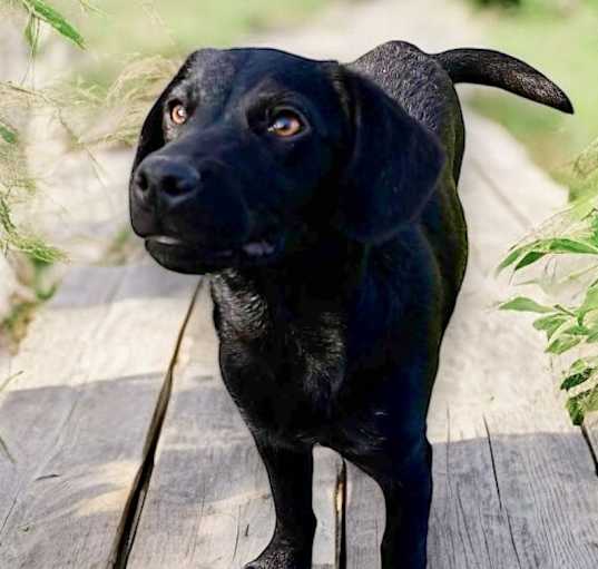 Photo of Chop