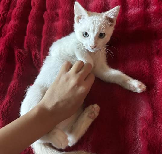 Photo of Boy Kittens